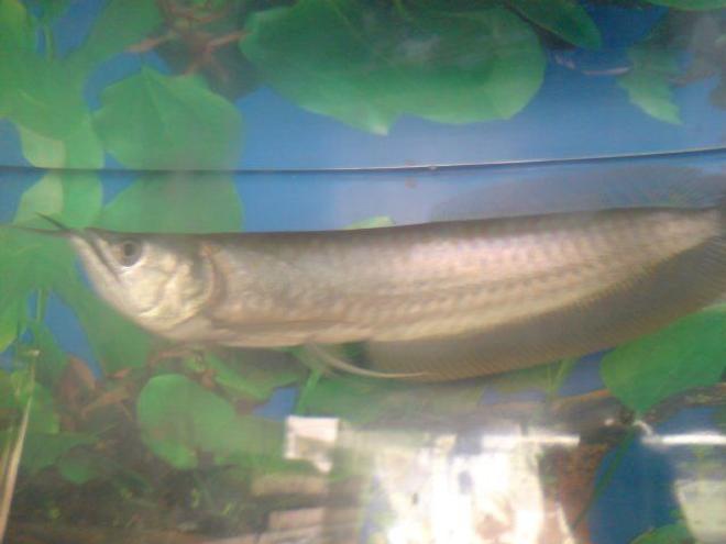 freshwater fish - osteoglossum bicirrhosum - silver arowana stocking in 50 gallons tank - silver arowana