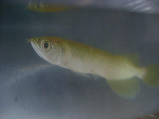 freshwater fish - scleropages jardini - jardini arowana stocking in 50 gallons tank - baby golden jardini arowana