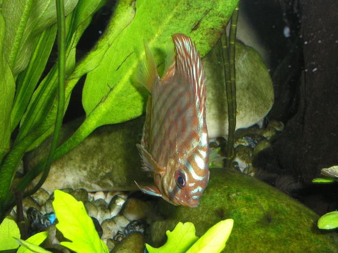 freshwater fish - blue turquoise discus stocking in 55 gallons tank - Blue Turquoise looking for a snack
