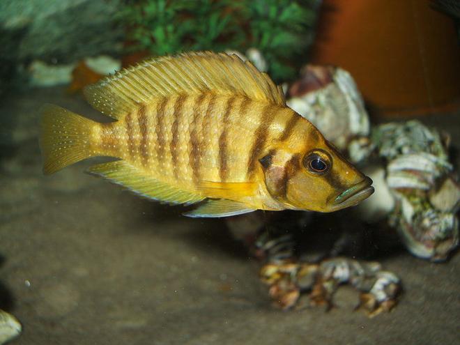 freshwater fish - altolamprologus compressicep - gold head compressicep cichlid stocking in 100 gallons tank - Altolamprologus compressiceps