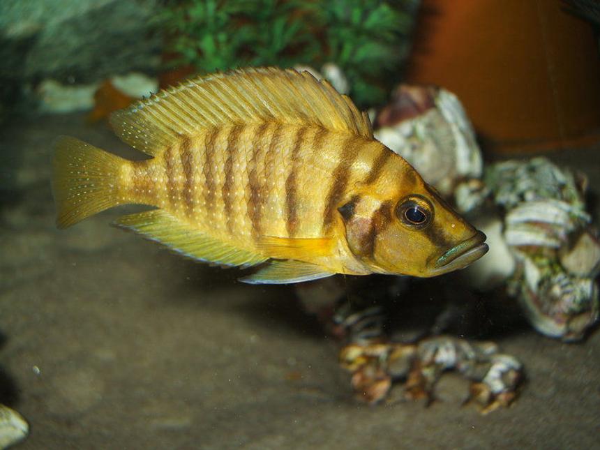 Rated #4: Freshwater Fish - Altolamprologus Compressicep - Gold Head Compressicep Cichlid Stocking In 100 Gallons Tank - Altolamprologus compressiceps