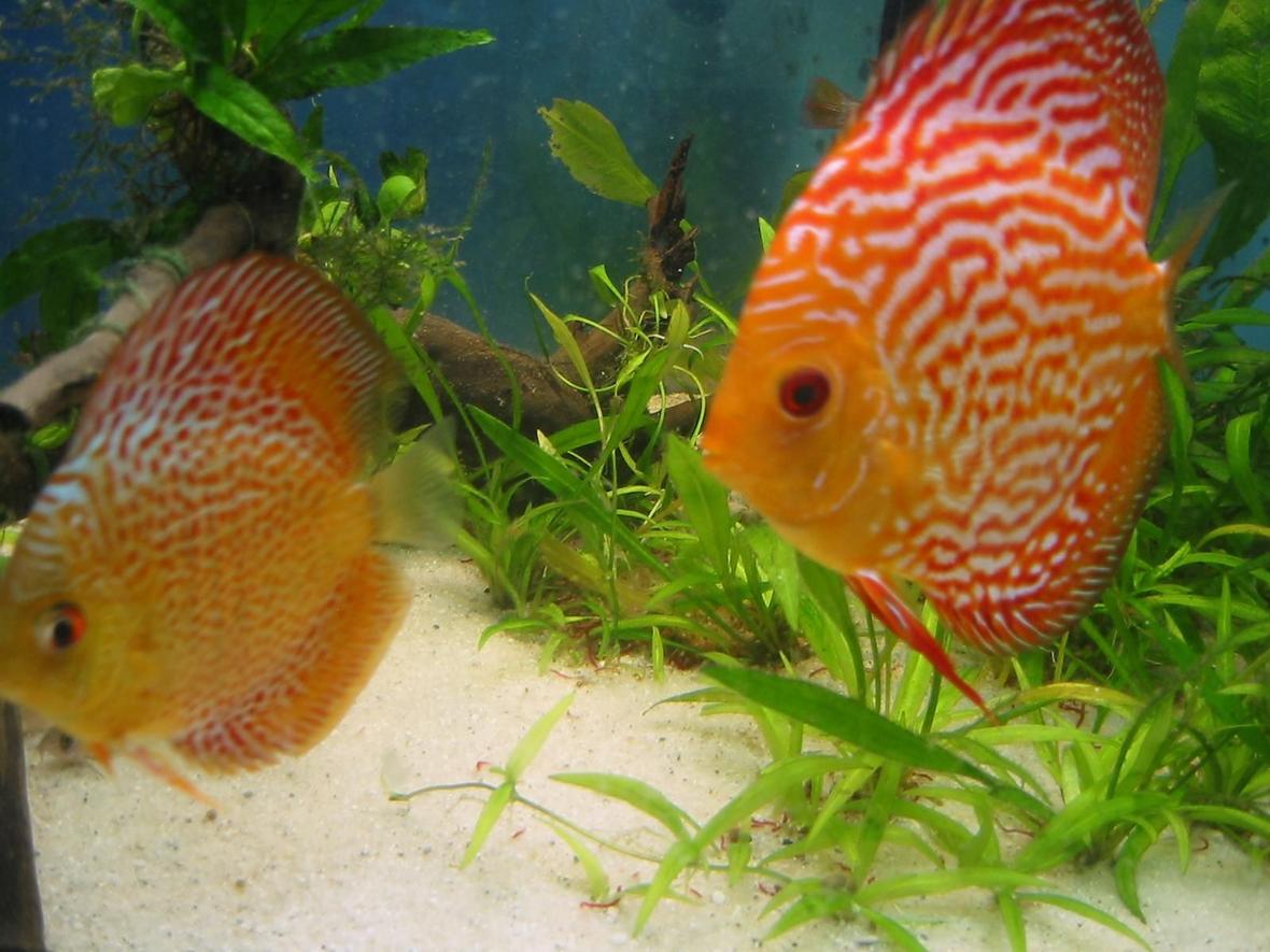 freshwater fish - red white discus - Discus