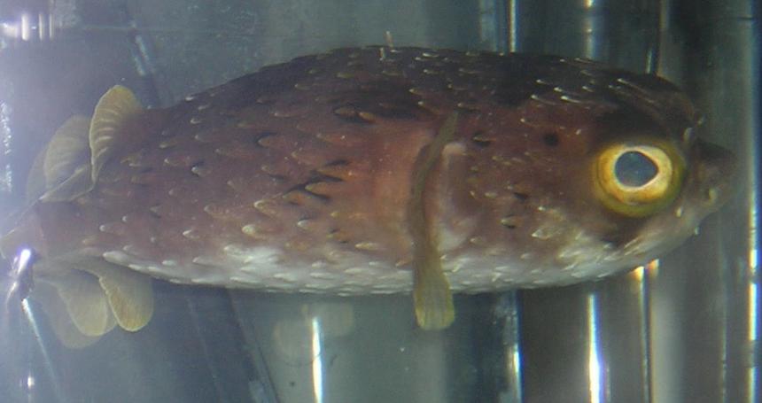 Rated #97: Saltwater Fish - Diodon Holocanthus - Porcupine Puffer Stocking In 75 Gallons Tank - this if my porcipine puffer EARL