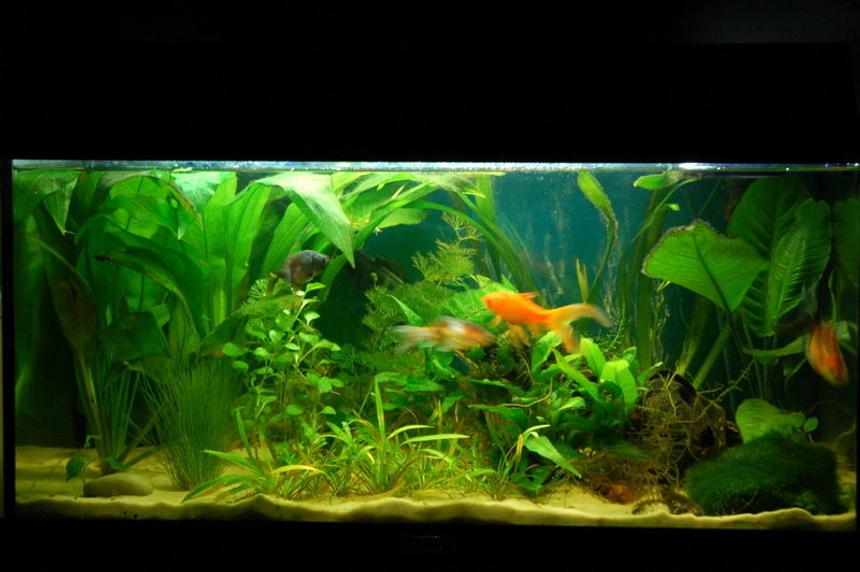 Rated #1743: 11 Gallons Freshwater Fish Tank - My 54l Juwel Rekord 60
