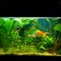 11 gallons freshwater fish tank (mostly fish and non-living decorations) - My 54l Juwel Rekord 60