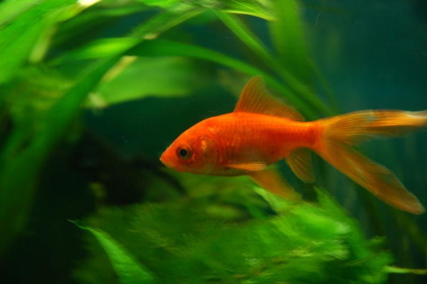 Rated #963: Freshwater Fish - Carassius Auratus - Goldfish Stocking In 11 Gallons Tank - My Common Goldfish, Howard