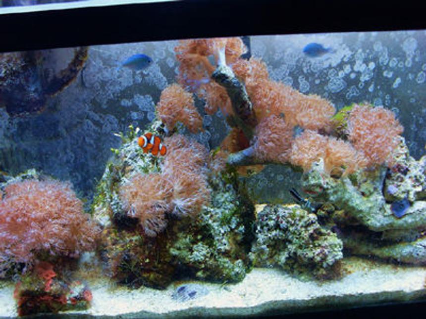 Rated #167: 55 Gallons Reef Tank - tank shot
