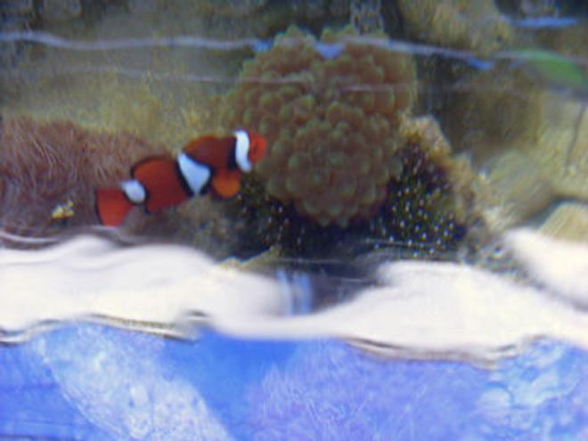 saltwater fish - amphiprion ocellaris - ocellaris clownfish stocking in 55 gallons tank - above shot