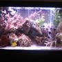 30 gallons saltwater fish tank (mostly fish, little/no live coral) - 30gl saltwater new look