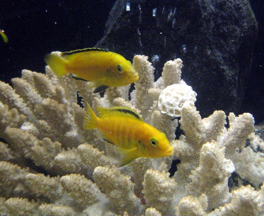 Rated #76: Freshwater Fish - Labidochromis Caeruleus - Electric Yellow Cichlid Stocking In 55 Gallons Tank - electric yellow