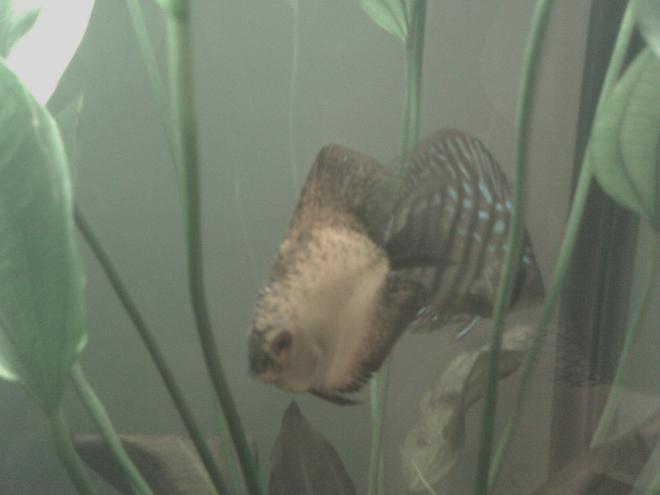 freshwater fish - symphysodon sp. - white discus stocking in 55 gallons tank - 1