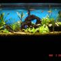 90 gallons planted tank (mostly live plants and fish) - all live plants, 8 weeks a long. still a work in progress. the rock pile has several tunnels and hiding spots, home made drift wood and two antique bottles.