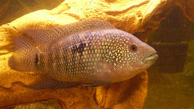 freshwater fish - nandopsis octofasciatum - jack dempsey stocking in 75 gallons tank - Male Jack Dempsey