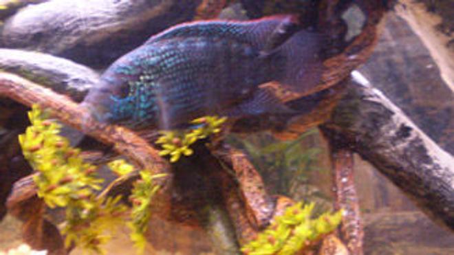 freshwater fish - nandopsis octofasciatum - jack dempsey stocking in 75 gallons tank - My female Jack Dempsey. Sorry for the bad pic she wouldnt hold still but you can see her colors really well