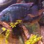 freshwater fish - nandopsis octofasciatum - jack dempsey stocking in 75 gallons tank - My female Jack Dempsey. Sorry for the bad pic she wouldnt hold still but you can see her colors really well