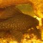 freshwater fish - glyptoperichthys gibbiceps - sailfin pleco (l-83) stocking in 75 gallons tank - My 11" Sailfin Pleco he's a monster