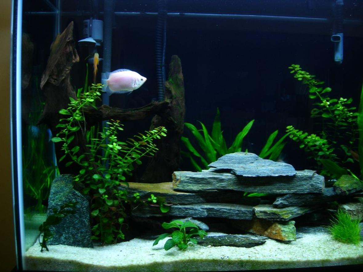 70 gallons freshwater fish tank (mostly fish and non-living decorations) - 3 months old
