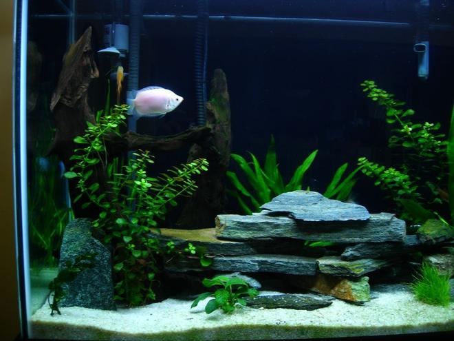 70 gallons freshwater fish tank (mostly fish and non-living decorations) - 3 months old
