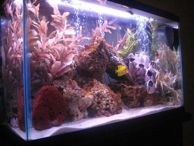 30 gallons saltwater fish tank (mostly fish, little/no live coral) - side view of my saltwater tank