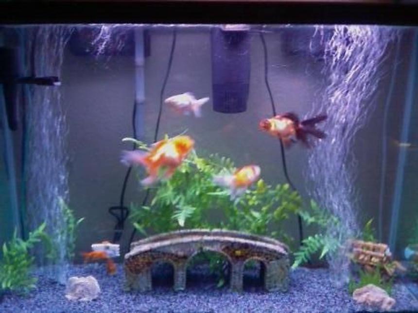Rated #4255: 45 Gallons Freshwater Fish Tank - My tank and some of my fish.. others are behind the bridge n stuff.