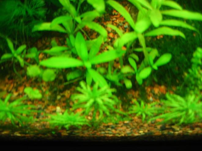 90 gallons planted tank (mostly live plants and fish) - Latest Picture of my fishtank as of Nov. 2, 2008