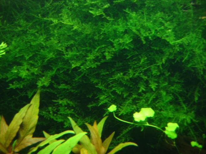 90 gallons planted tank (mostly live plants and fish) - Latest Picture of my fishtank as of Nov. 2, 2008