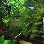 fish tank picture - Angelfish x 2, Pearl Gourami, Rainbow fish.