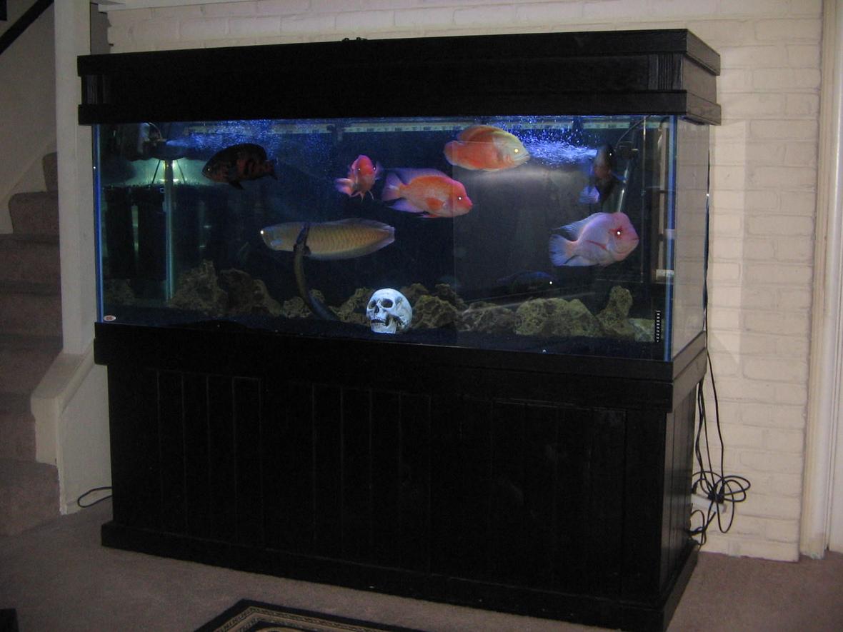210 gallons freshwater fish tank (mostly fish and non-living decorations) - 210 south american tank