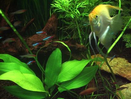 130 gallons planted tank (mostly live plants and fish) - Angelfish and tetras near Amazon sword plant.