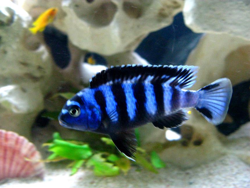 Rated #20: Freshwater Fish - Pseudotropheus Saulosi - Saulos's Mbuna Stocking In 40 Gallons Tank - Pseudotropheus saulosi