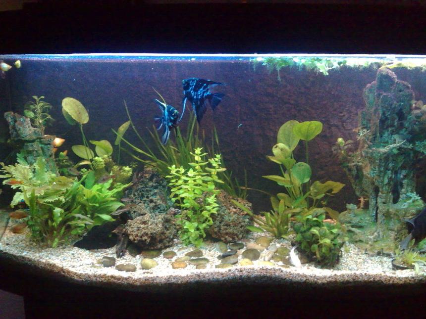 Rated #138: 57 Gallons Planted Tank - here's my tank