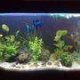 57 gallons planted tank (mostly live plants and fish) - here's my tank