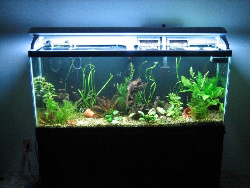Rated #1641: 55 Gallons Freshwater Fish Tank - .