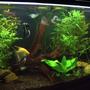 130 gallons planted tank (mostly live plants and fish) - Our 6ft Planted tank.