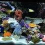 60 gallons reef tank (mostly live coral and fish) - 12/08 (Updated tank) 31 different fish - We have added even more fish to our tank - We break all the rules and yet they still live