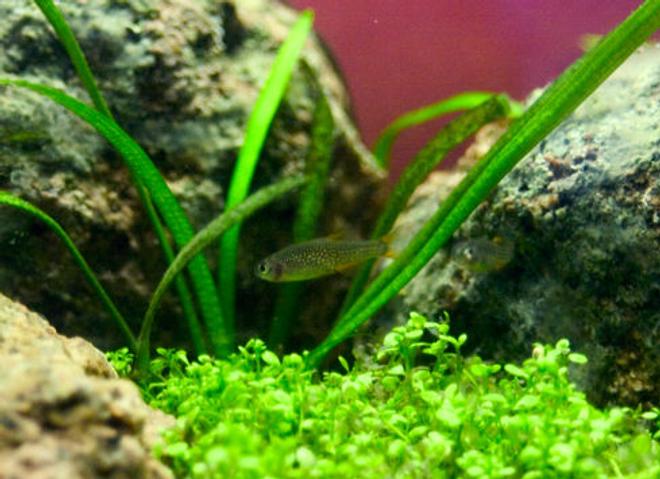 freshwater fish - celestichthys margaritatus - galaxy rasbora stocking in 26 gallons tank - Galaxy rasbora... or celestial pearl danios. Whatever they're being called these days. Someone should just decide.

Either way, these little punks are hard to photograph. Need to learn to hold still for a second.