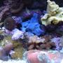 corals inverts - rhodactis inchoata - bullseye mushroom stocking in 34 gallons tank - More Corals