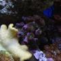 corals inverts - caulastrea furcata - candy cane coral stocking in 34 gallons tank - And more