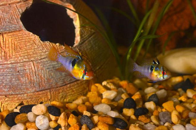freshwater fish - papiliochromis ramirezi - german blue ram stocking in 26 gallons tank - My pair of German blue rams.