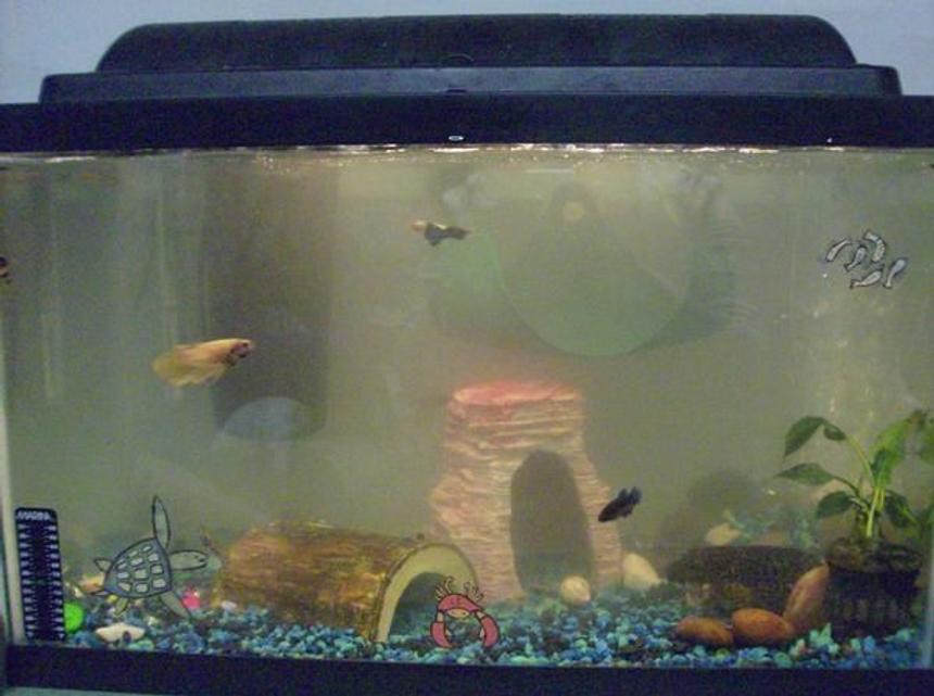 Rated #4327: 20 Gallons Freshwater Fish Tank - This is my second fish tank.. again the water is clearer in person... :