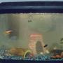 20 gallons freshwater fish tank (mostly fish and non-living decorations) - This is my second fish tank.. again the water is clearer in person... :