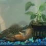 freshwater fish - hypostomus punctatus - trinidad pleco stocking in 20 gallons tank - This is spot.. my first pleco I bought in 2005..