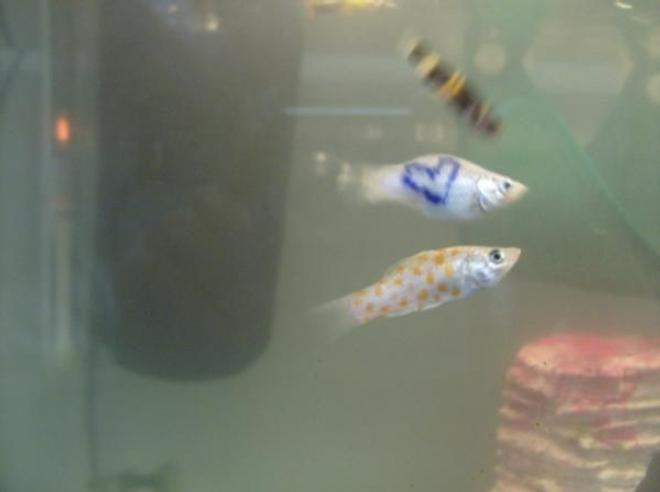 freshwater fish - poecilia velifera - platinum lyretail molly stocking in 20 gallons tank - one of my Bumble Bees, who enjoys eating everyones fins :[ and my two tattoo mollies.. they dont have names..