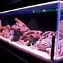 fish tank picture - My freshwater cichlide tank with soon Tropheus Moorii Bemba