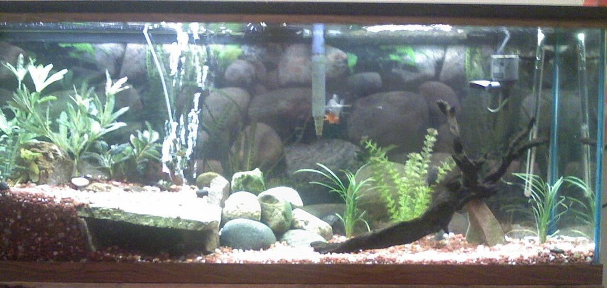 55 gallons planted tank (mostly live plants and fish) - variety of fish, a few real plants bust mostly fake