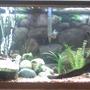 55 gallons planted tank (mostly live plants and fish) - variety of fish, a few real plants bust mostly fake
