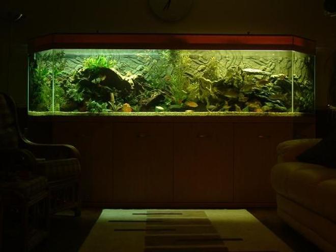 400 gallons freshwater fish tank (mostly fish and non-living decorations) - 400+ gallon mixed bag tank