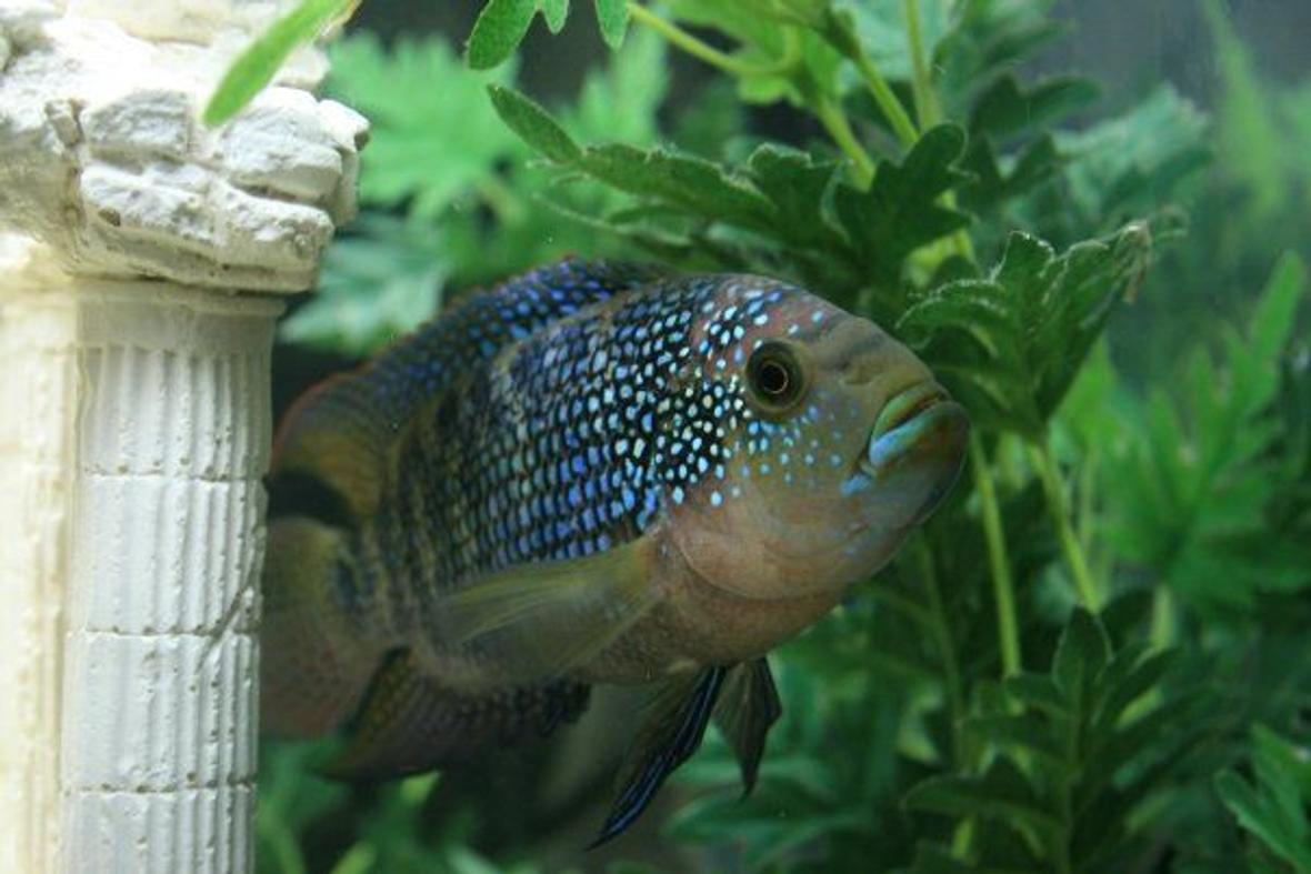 freshwater fish - nandopsis octofasciatum - jack dempsey stocking in 60 gallons tank - My Jack Dempsey
