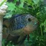 freshwater fish - nandopsis octofasciatum - jack dempsey stocking in 60 gallons tank - My Jack Dempsey