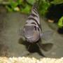 freshwater fish - archocentrus nigrofasciatus - black convict cichlid stocking in 400 gallons tank - Convict Cichlid Name: "Humbug" Appears cute, isn't.